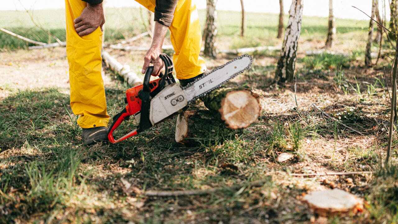 Professional Tree Service in Marion, TX